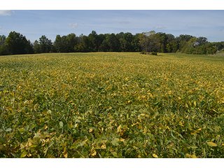 Property photo 6 - LAND AUCTION - 99+/- Acres offered in 4 Tracts or Combinations in Allen County